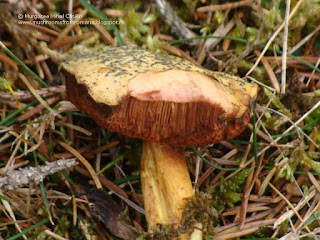 Chalciporus piperatus DSC129464