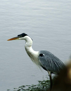 Garza Cuca