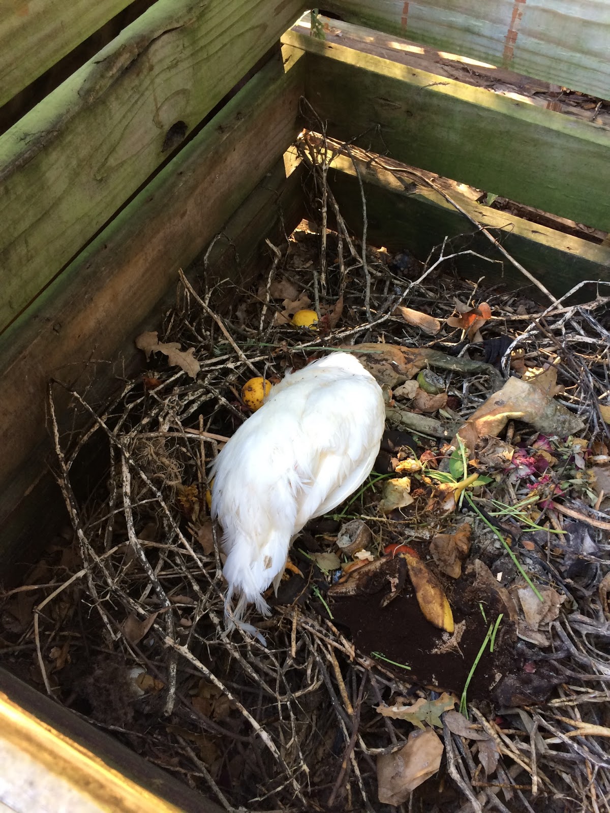 We Love Texas Dead Rooster