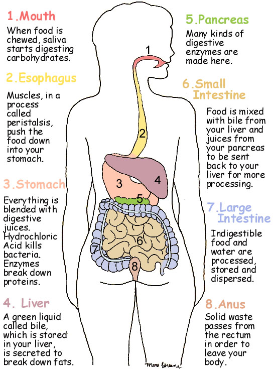 Human Digestive System Diagram And Food Digestion | Safe Health Tips