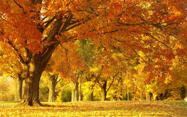 Nature Stories: Autumn Colors