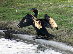 geotripper birds california