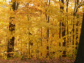 Toronto Botanical Garden parking lot maples autumn foliage by garden muses-not another Toronto gardening blog