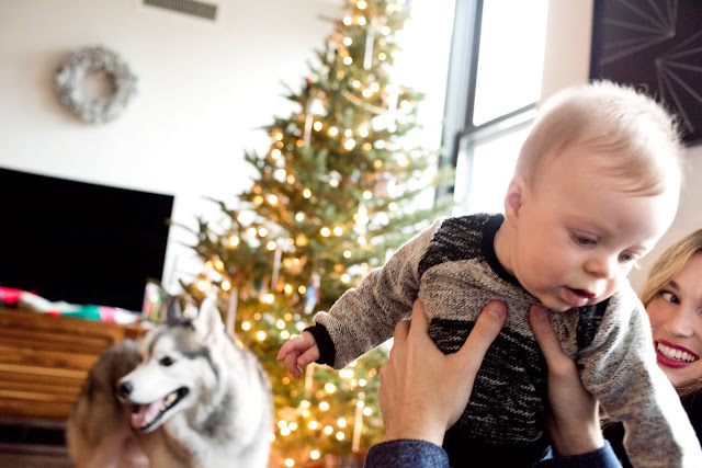 A husky and a Baby. Family photography inside the cozy home by a Christmas tree in Brooklyn by NYC photographer Angela Cappetta. Shot with DSLR. 