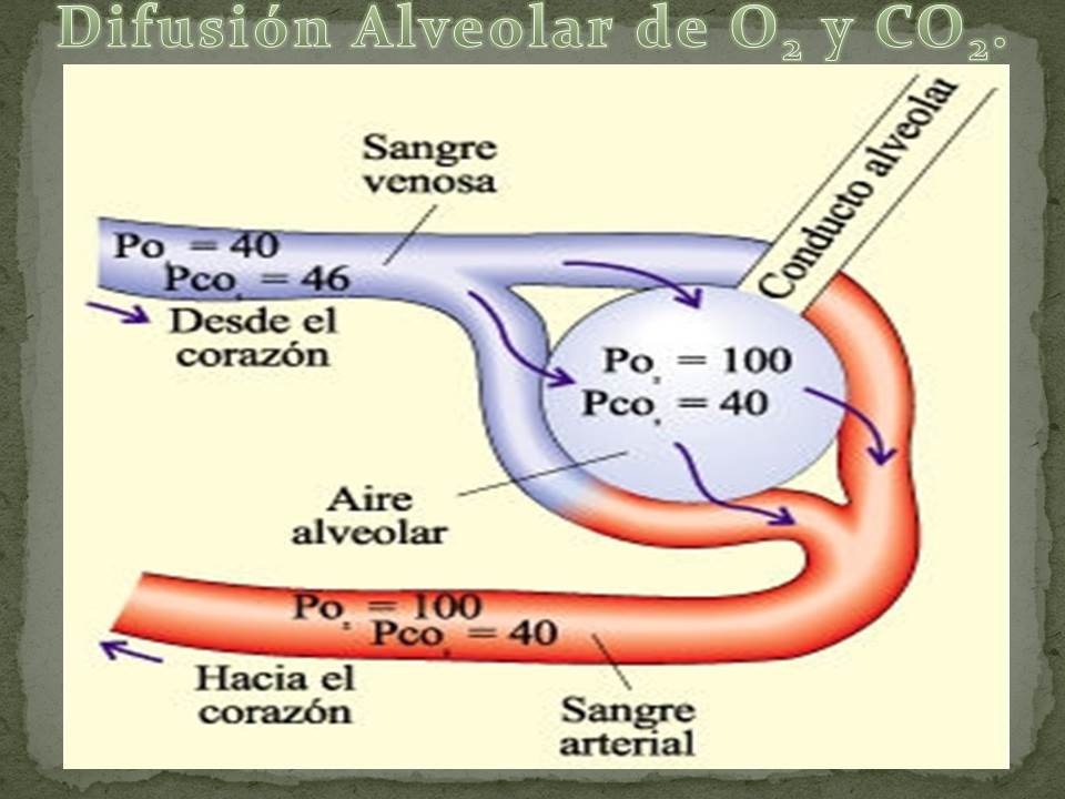 Fisiología Básica & Médica. Difusión Alveolar