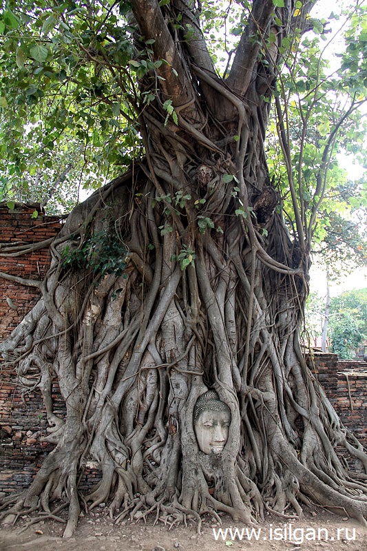 Голова Будды. Храм Ват Махатхат. Город Аюттайя. Таиланд