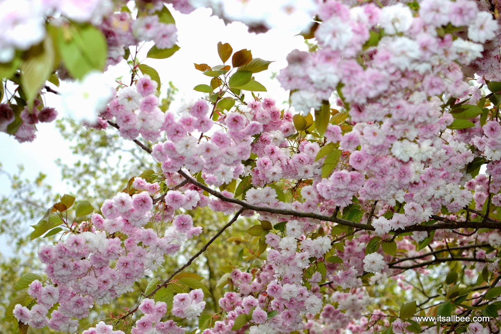 Cherry Blossom trees - London St James Park - Spring