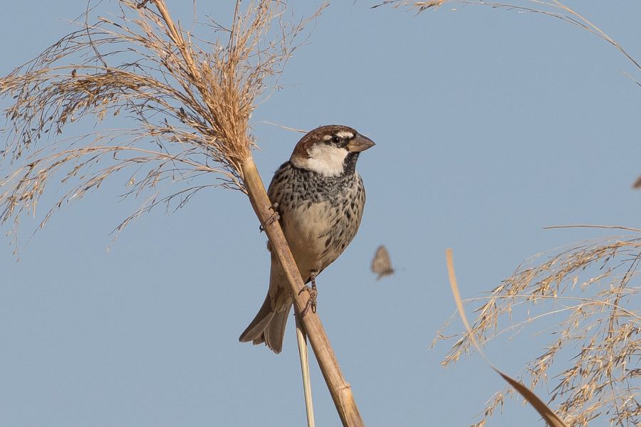 Flocks of Spanish Sparrows - Haradh Spanish Sparrow1