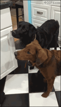 Funny animal gifs - part 314, best funny gif, animal gifs