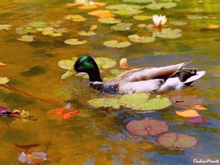 Impressionist Duck
