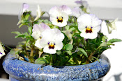 Potted Pansy