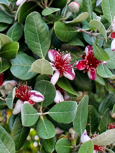 pineapple guava blossoms and foliage