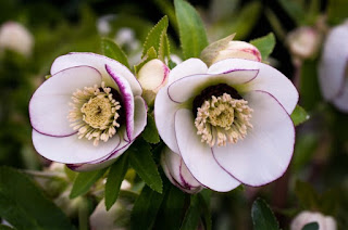 Helleborus%2Bx%2Bhybridus_picotee%2Bedge