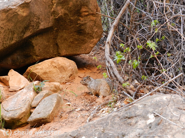 Squirrel keeps his eye on me while I take photos.