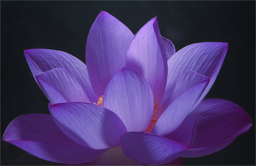Purple Lotus Flower Flower HD Wallpapers, Images, PIctures, Tattoos