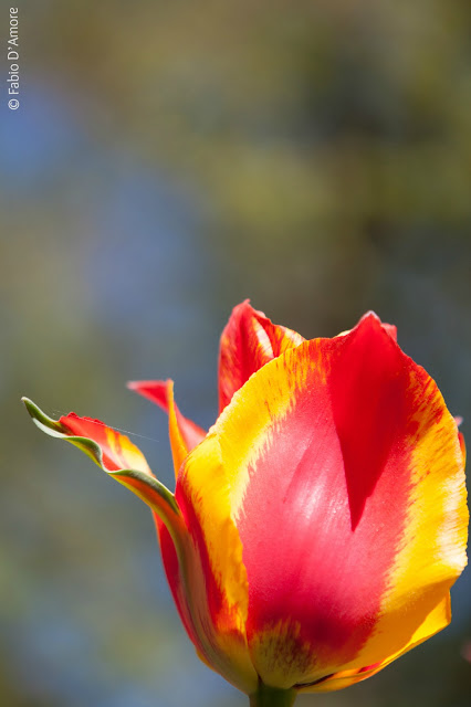 Tulipani al parco Keukenhof