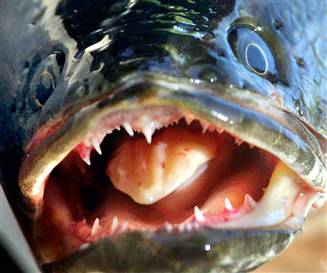 Invasive Update: Yikes! Invasive snakehead found in river near Annapolis