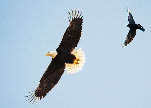 CIENCIAS SOCIALES: El águila y el cuervo
