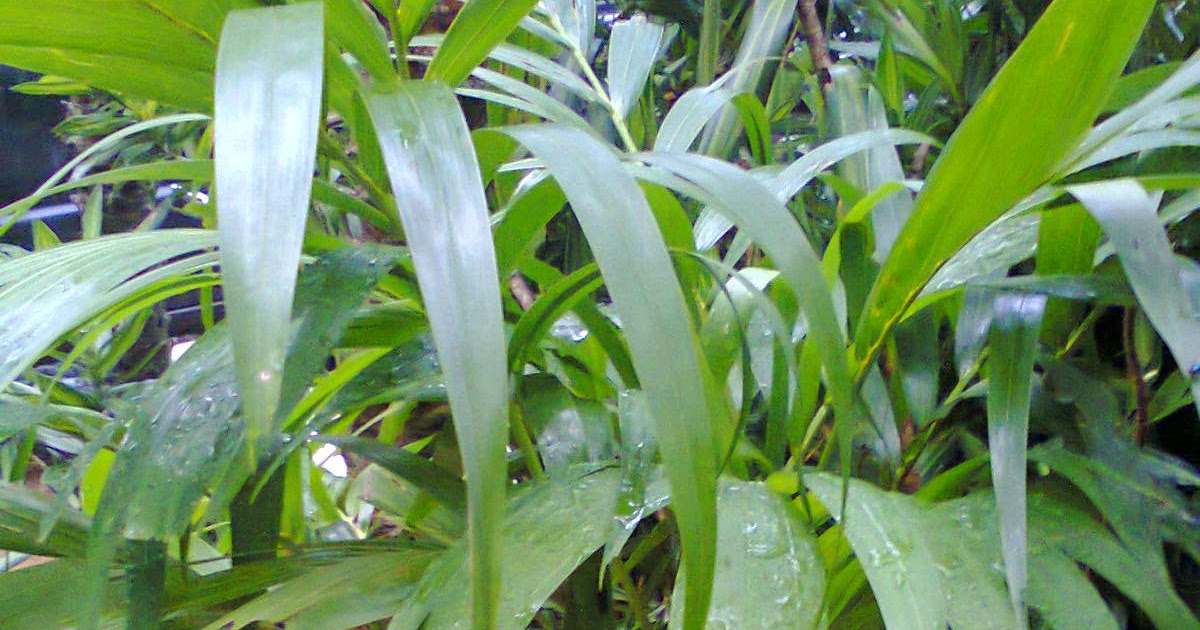 JUAL BIBIT POHON PALEM PUTRI JUAL TANAMAN HIAS MURAH