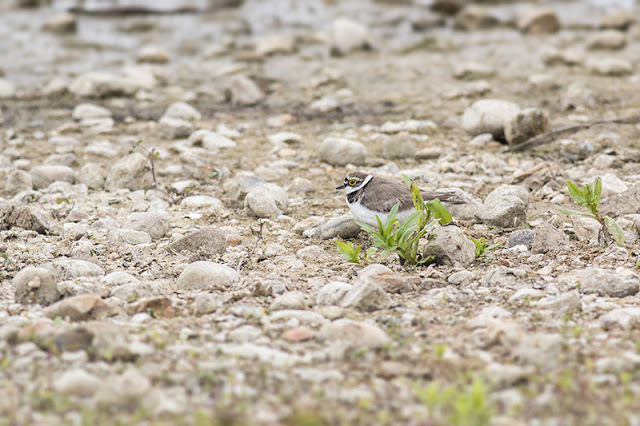 Little Ringed Plover Little Ringed Plover