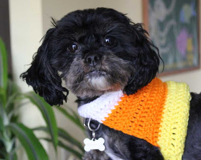 black dog wearing a crocheted candy corn design sweater