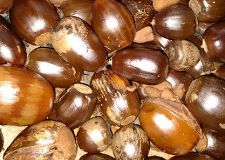 Beautiful glossy acorns