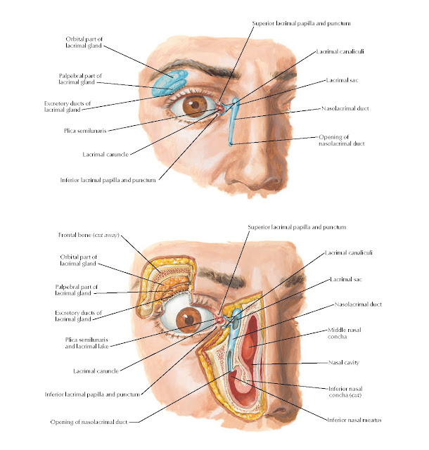 Lacrimal Apparatus Anatomy