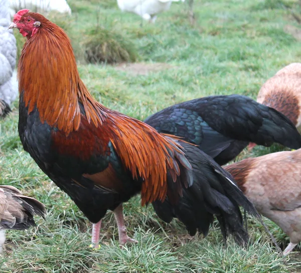 cubalaya chicken, cubalaya chickens, raising cubalaya chickens, caring cubalaya chickens, breeding cubalaya chickens, feeding cubalaya chickens, how to raise cubalaya chickens, how to care for cubalaya chickens, guide for caring cubalaya chickens, cubalaya chicken farming, commercial cubalaya chicken farming, cubalaya chicken farming business, commercial cubalaya chicken farming business, how to start cubalaya chicken farming business