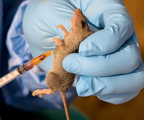 lassa fever rivers state nigeria