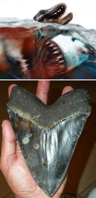 animals with Strange teeth