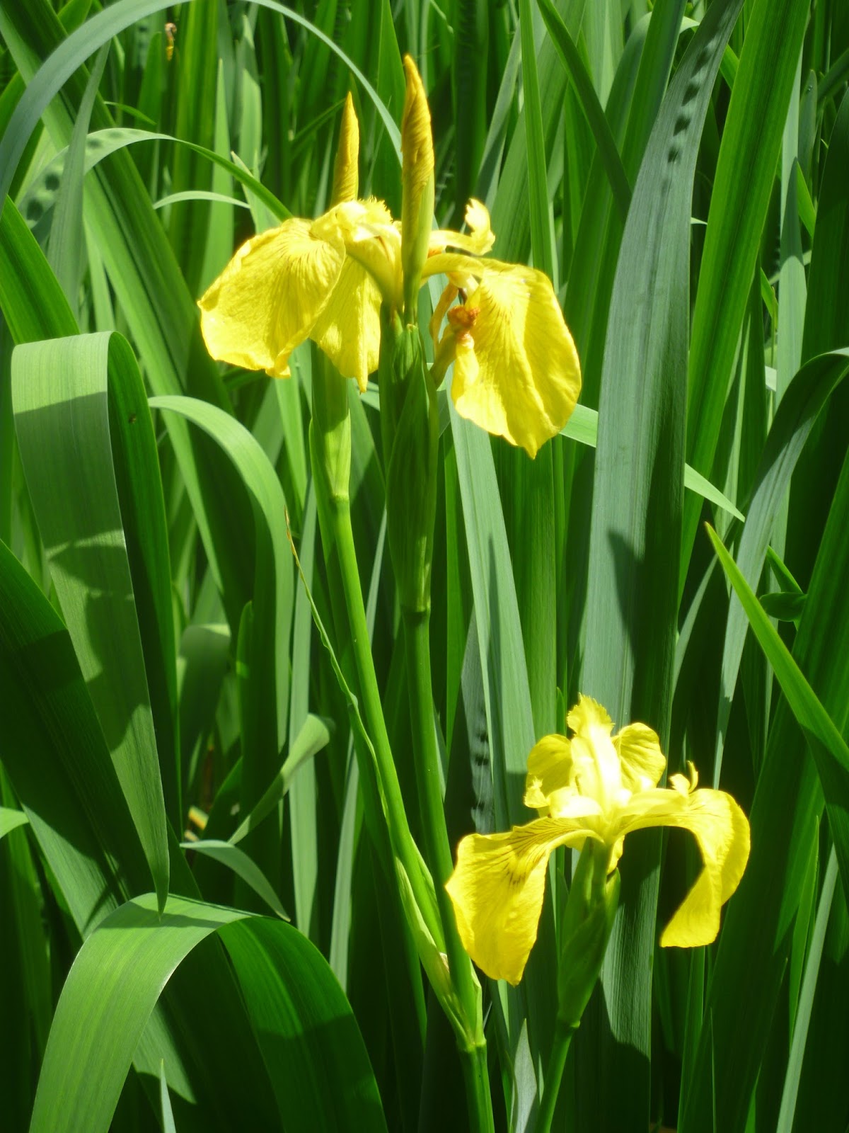 Crafty Green Poet Yellow Flag Irises in Lochend Park for 30 Days Wild