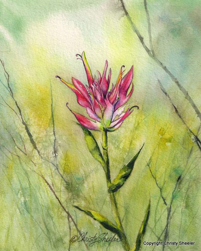 Indian paintbrush description Indian paintbrush description
