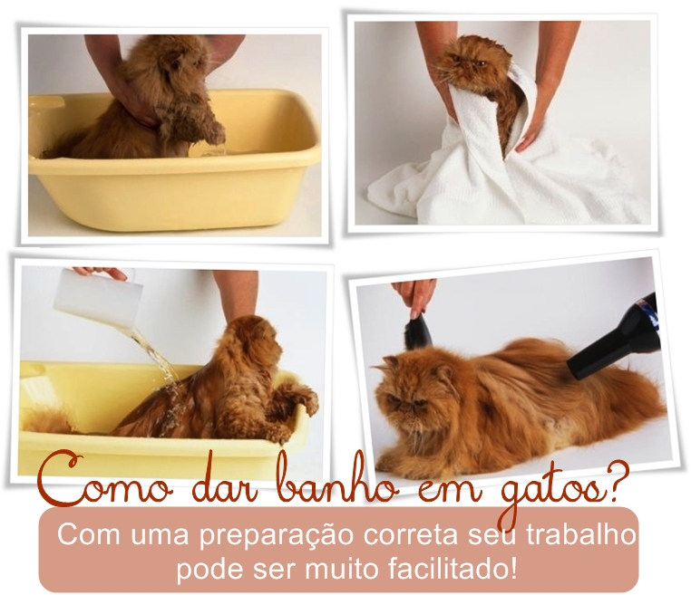 Como Dar Banho Em Gato Em Casa Diário da Dani: Como dar banho em gatos?