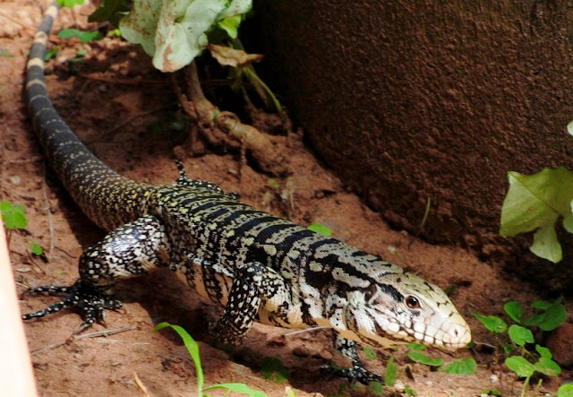 My life in Canada Tejú Guazú