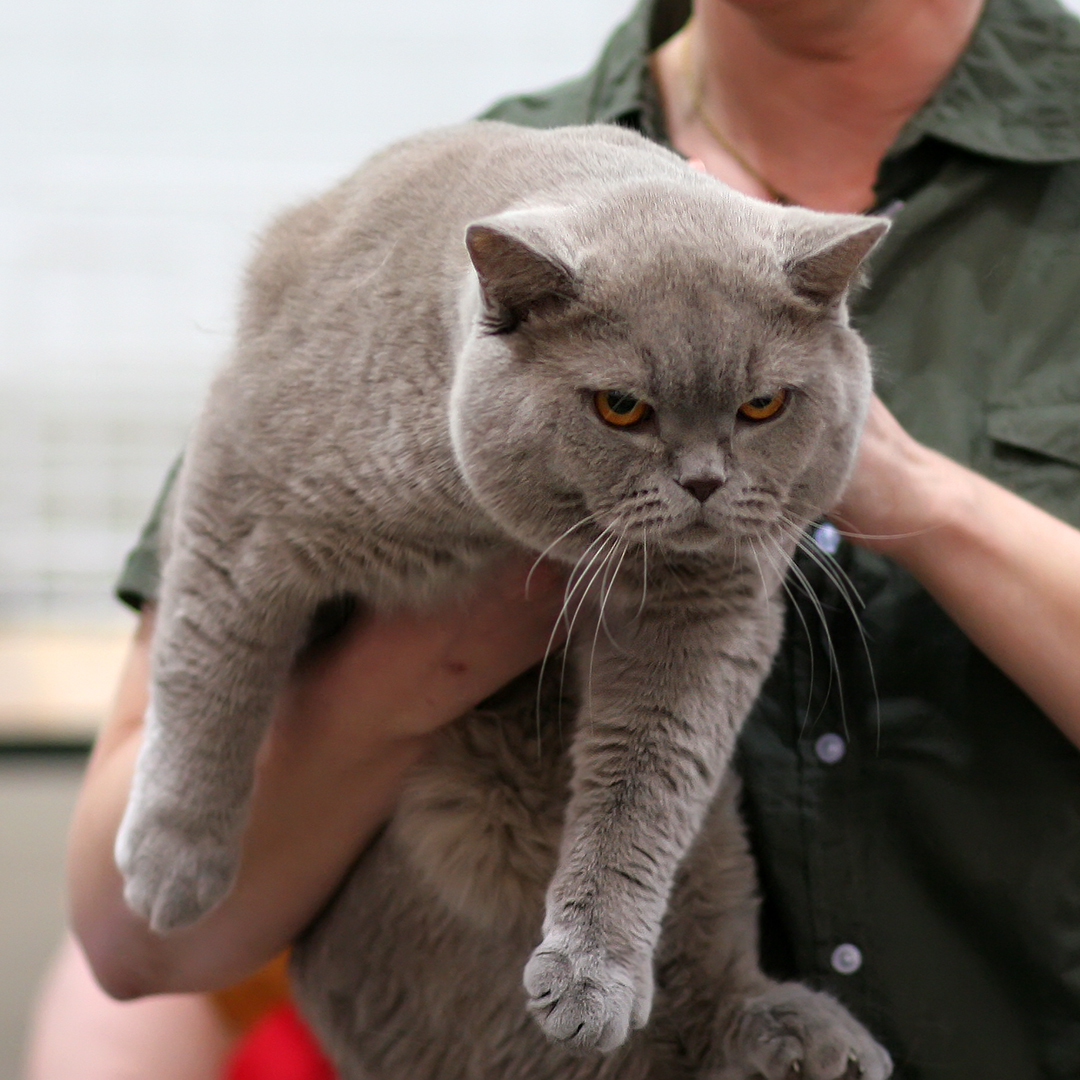 Large Blue British Shorthair Cat