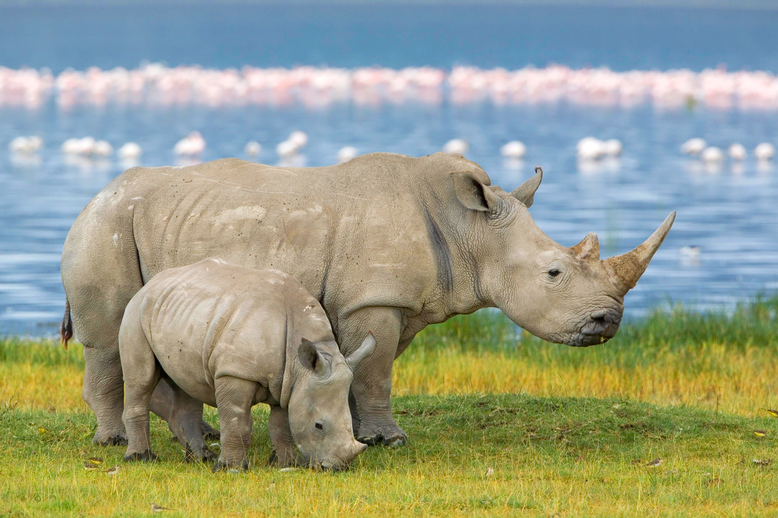 the rhinoceros the rhinoceros