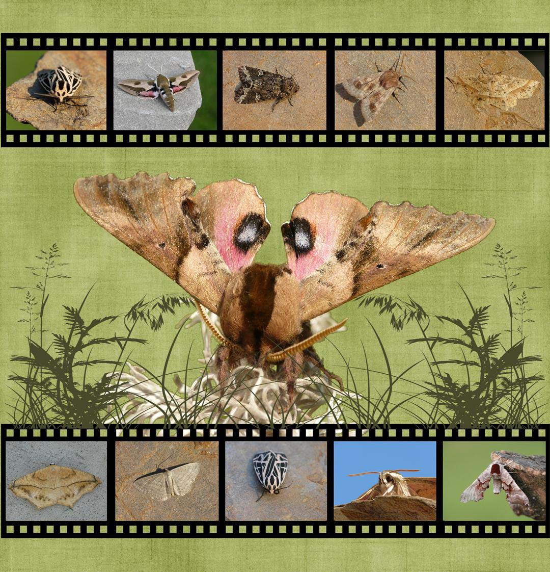 Saskatchewan Image Junkie AMAZING 2013 MOTH Calendar