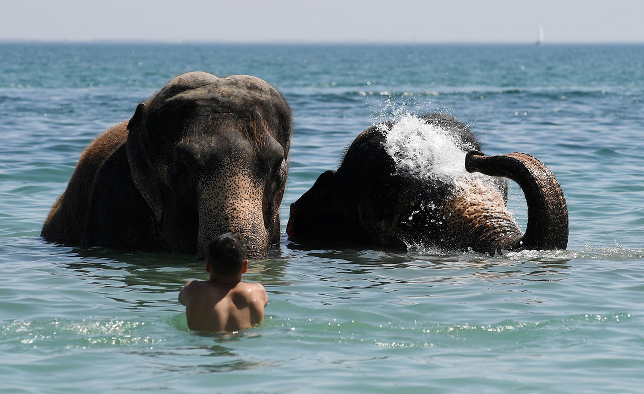 Слоненок купается в море