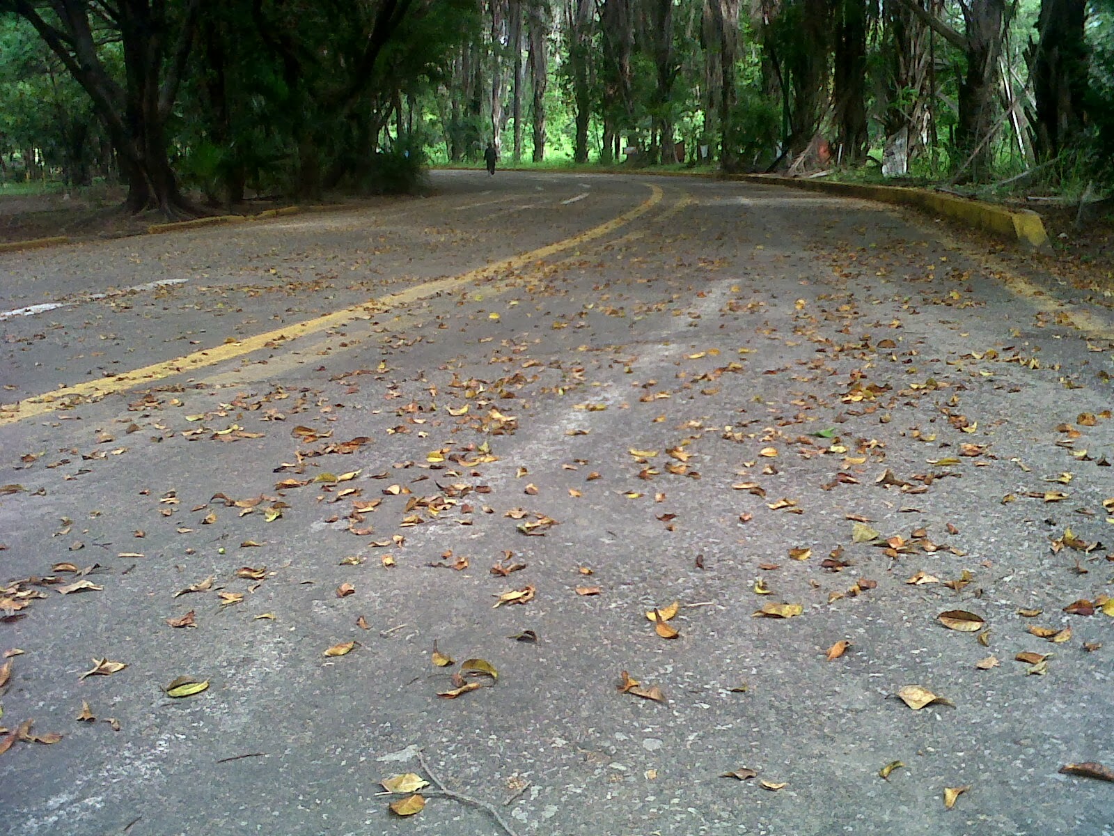 CAÑA HUECA in fraganti