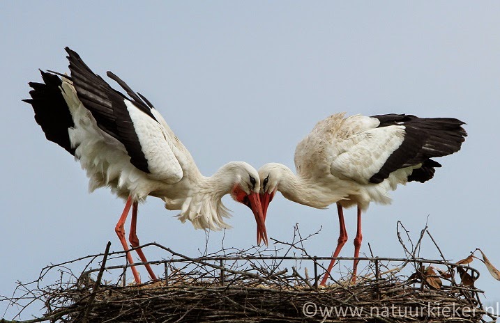 Hoe Oud Word Een Ooievaar