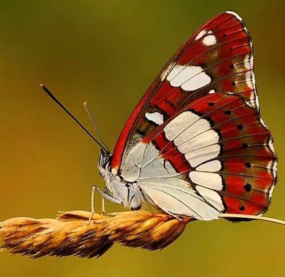 Red Butterfly