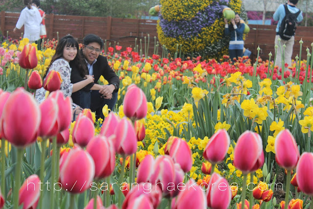 flowers at Ilsan lake park