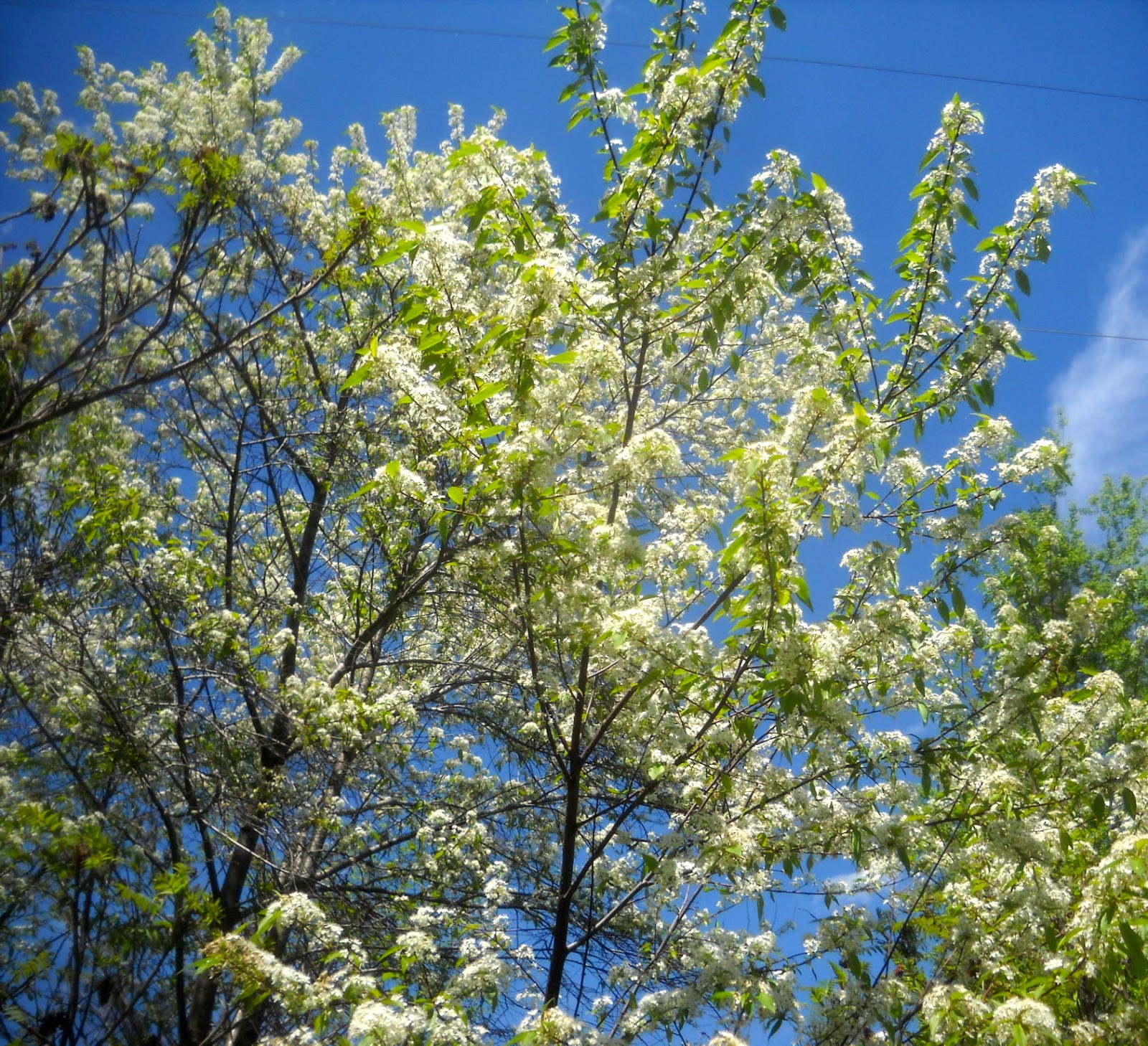 Art's Bayfield Almanac: WILD PIN CHERRY TREES, FLOWERING CRABAPPLES ...