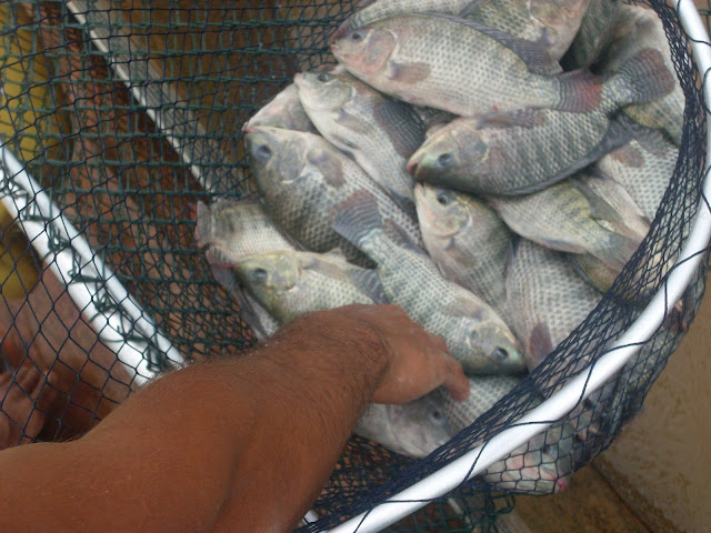 venda de juvenil de tilapia