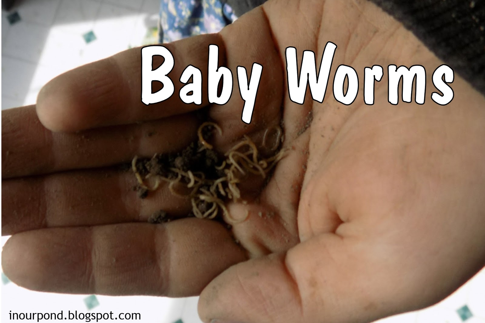 w is for worms (year 3, week 28)