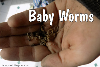 w is for worms homeschool units from In Our Pond