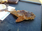 Bullhead (scopion fish)