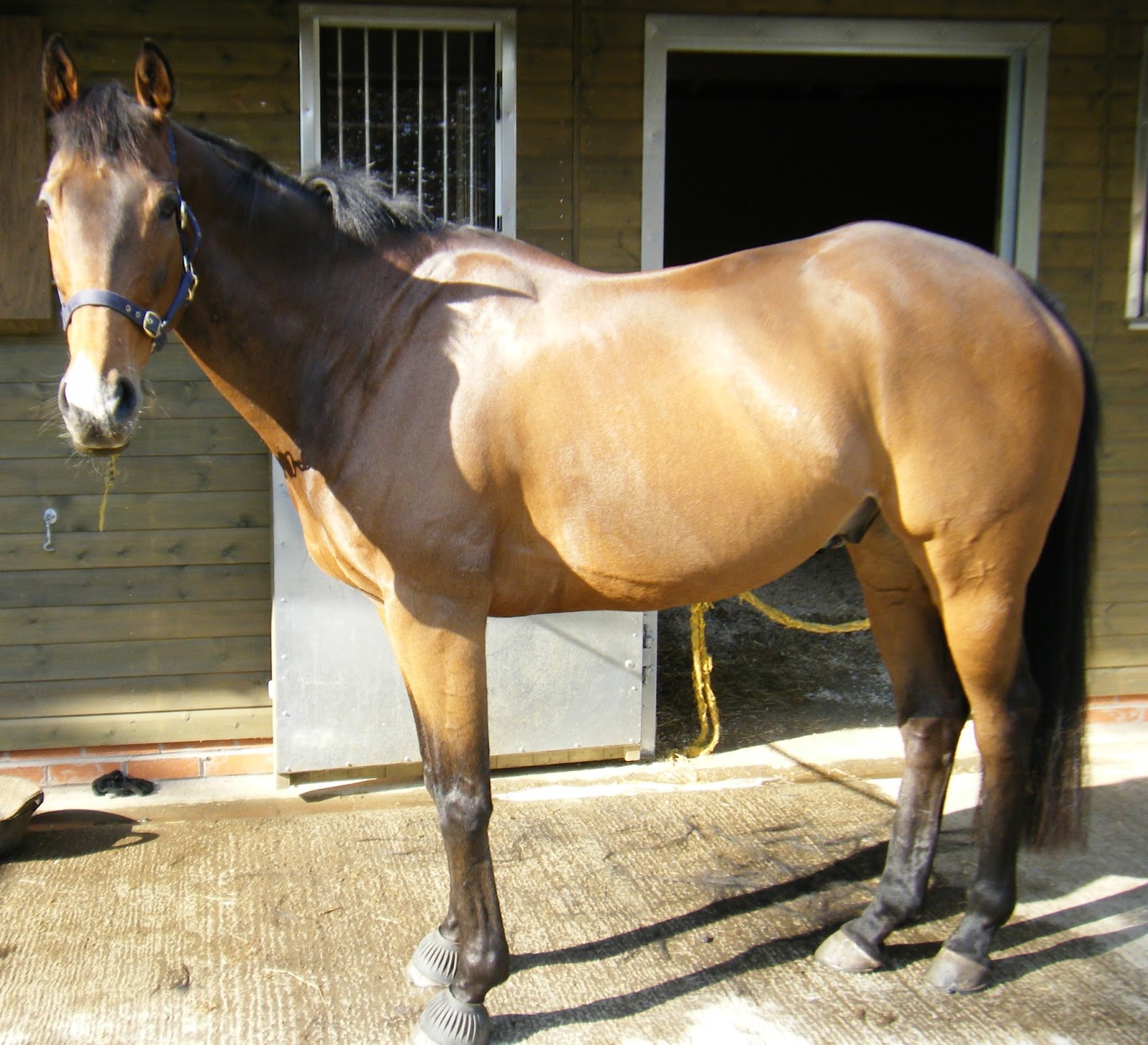 Horse Life And Love Thoroughbred Horses