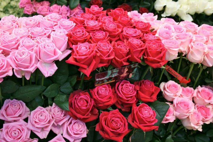  Gambar  Buket Bunga  Mawar  Pink Yang Indah Dan Sedap 