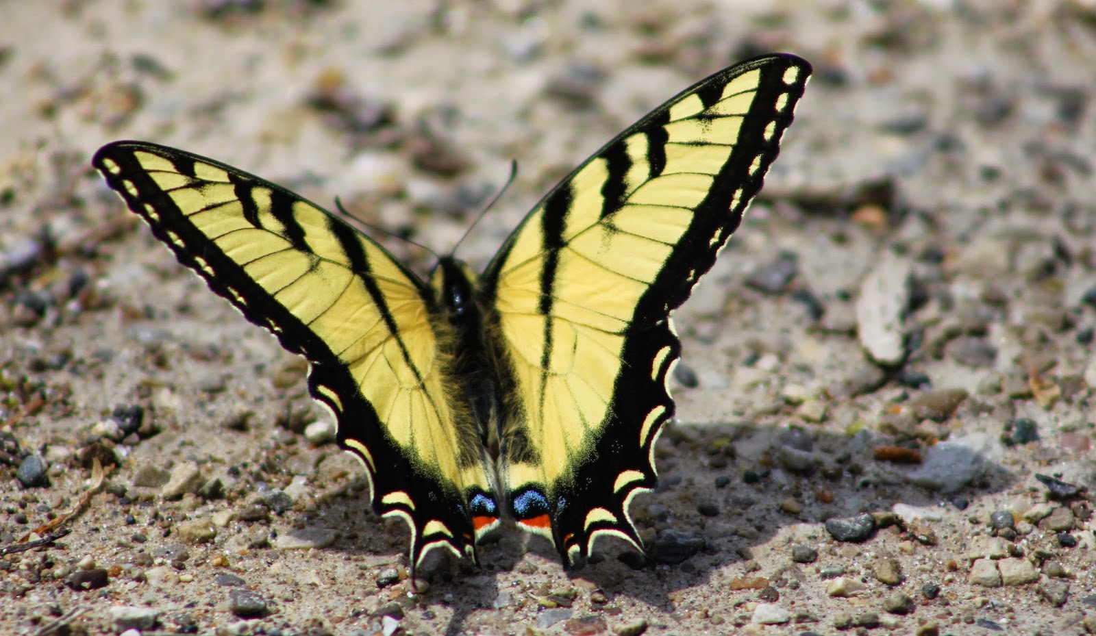 3 Valleys Birding Canada Butterflies
